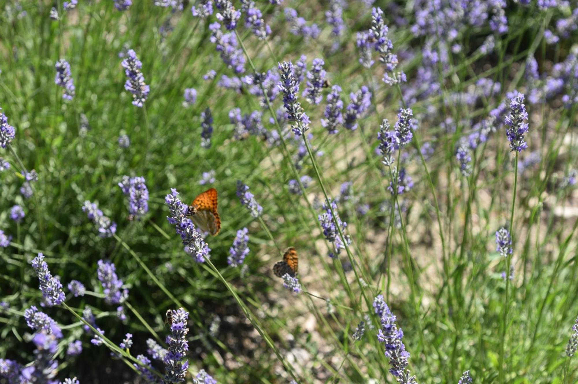 Villa Feijoa en Provence Velleron Esterno foto